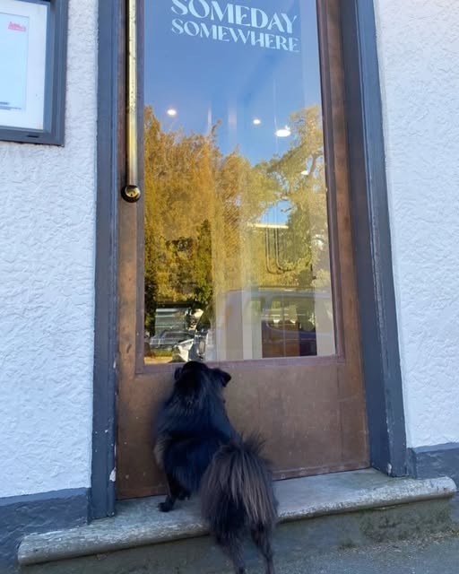 A small black dog waiting at the café’s open door.
